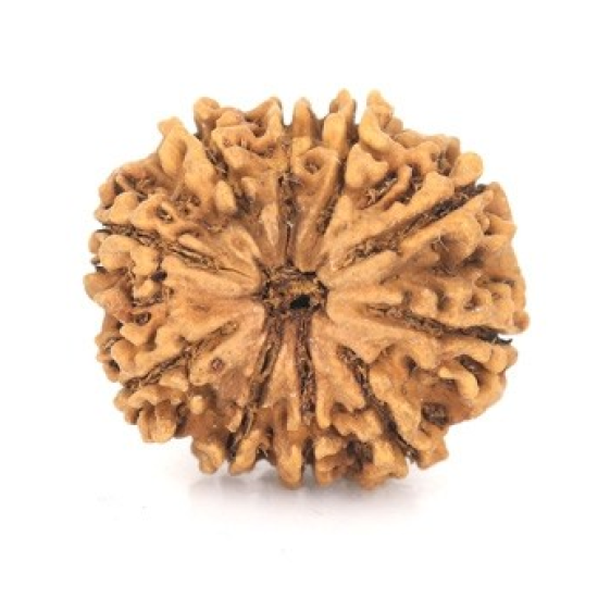 Natural Nepali 10 Mukhi Rudraksha