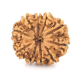 Natural Nepali 10 Mukhi Rudraksha