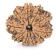 Natural Nepali 10 Mukhi Rudraksha