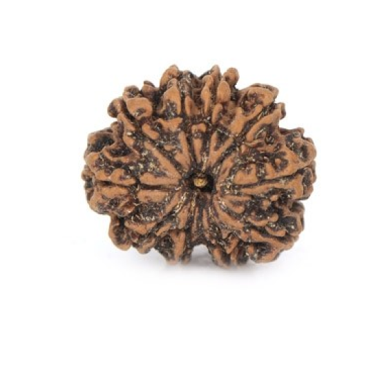 Natural Nepali 10 Mukhi Rudraksha