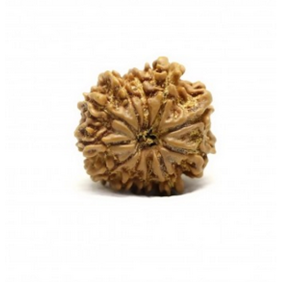 Natural Nepali 11 Mukhi Rudraksha