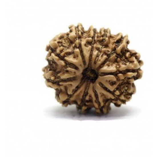 Natural Nepali 11 Mukhi Rudraksha