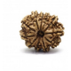 Natural Nepali 11 Mukhi Rudraksha