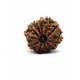 Natural Nepali 11 Mukhi Rudraksha