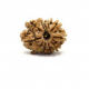 Natural Nepali 11 Mukhi Rudraksha