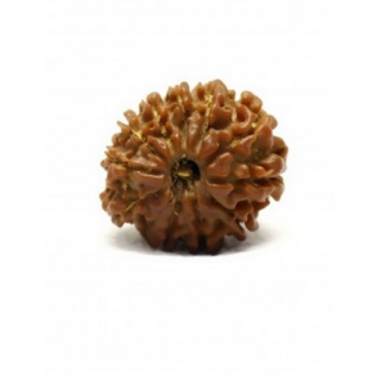 Natural Nepali 11 Mukhi Rudraksha