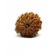 Natural Nepali 11 Mukhi Rudraksha