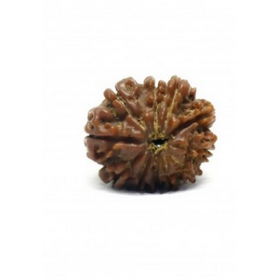 Natural Nepali 11 Mukhi Rudraksha