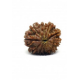 Natural Nepali 11 Mukhi Rudraksha