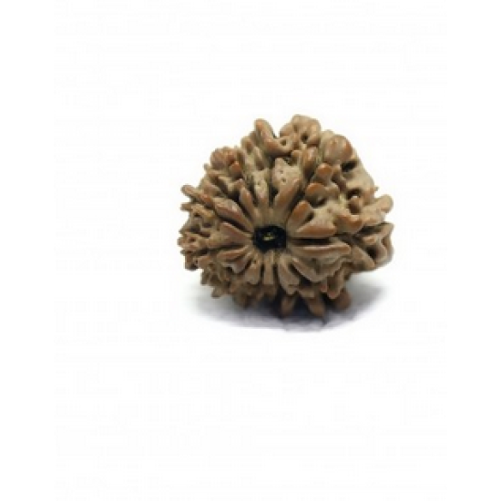 Natural Nepali 11 Mukhi Rudraksha