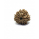 Natural Nepali 11 Mukhi Rudraksha