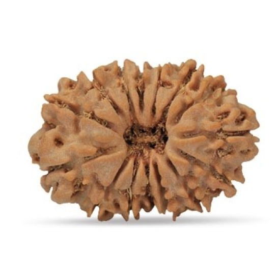 15 Mukhi Rudraksha 24 mm