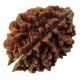 TWO MUKHI RUDRAKSHA