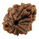 TWO MUKHI RUDRAKSHA