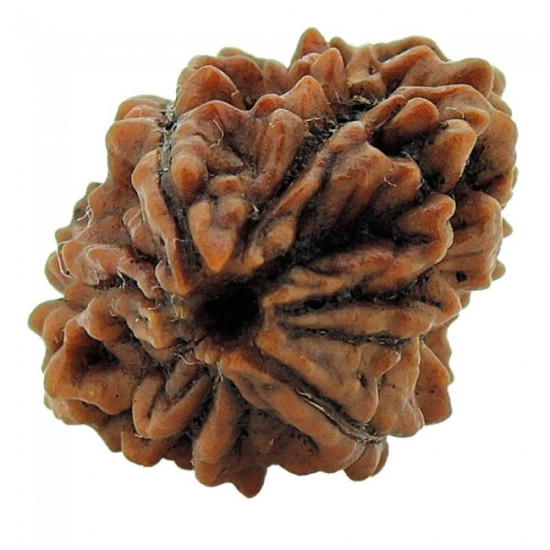 TWO MUKHI RUDRAKSHA