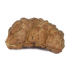 Natural 1 Mukhi Rudraksha