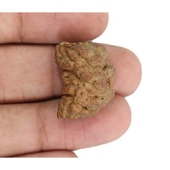 Natural 1 Mukhi Rudraksha