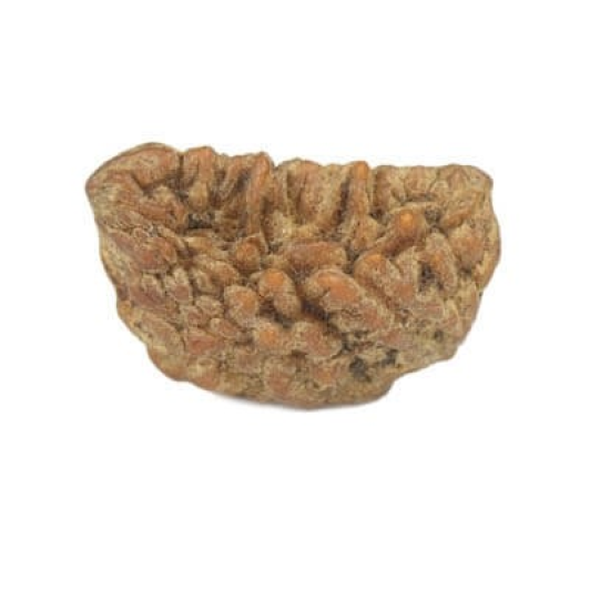 Natural 1 Mukhi Rudraksha