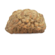 Natural 1 Mukhi Rudraksha