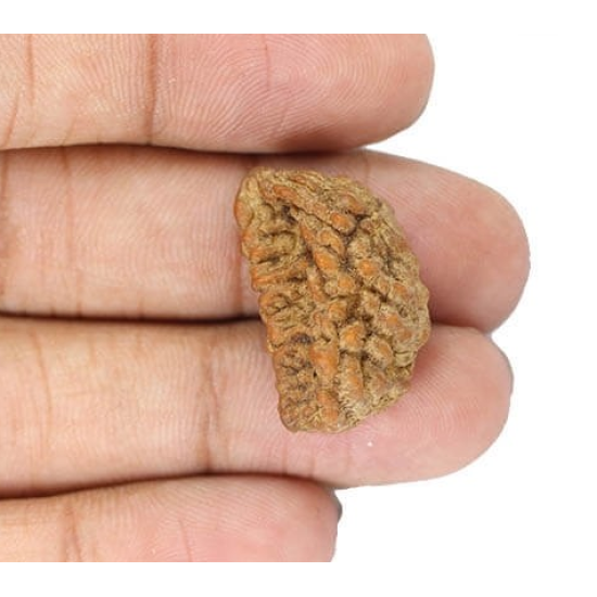 Natural 1 Mukhi Rudraksha