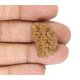 Natural 1 Mukhi Rudraksha