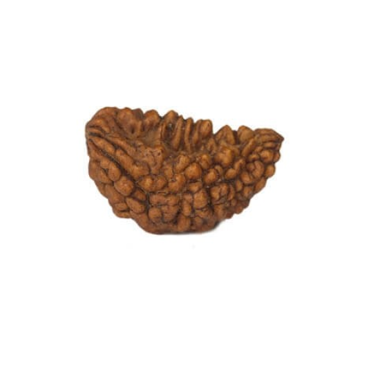 Natural 1 Mukhi Rudraksha