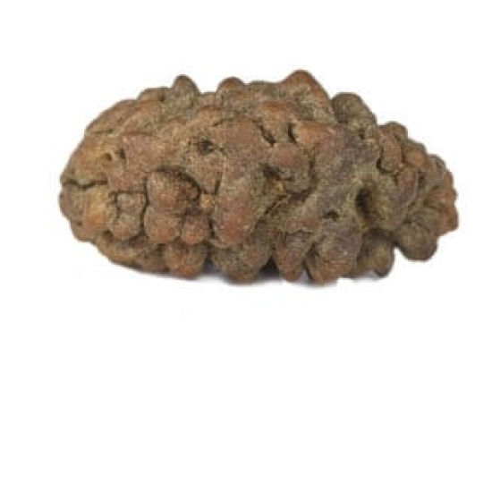 Natural 1 Mukhi Rudraksha