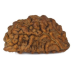 Natural 1 Mukhi Rudraksha