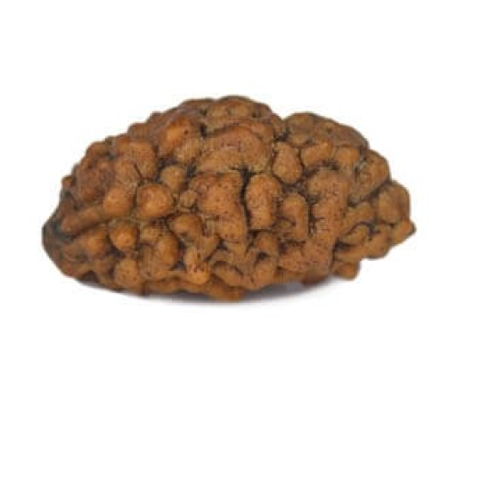 Natural 1 Mukhi Rudraksha