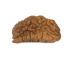 Natural 1 Mukhi Rudraksha