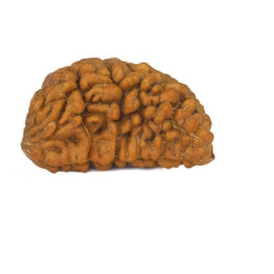 Natural 1 Mukhi Rudraksha