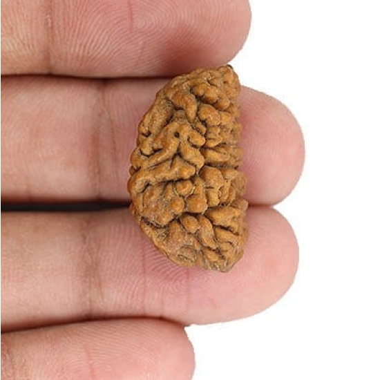 Natural 1 Mukhi Rudraksha