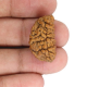 Natural 1 Mukhi Rudraksha