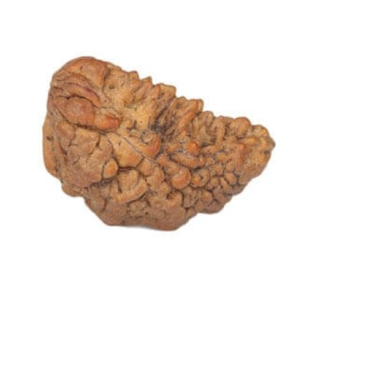 Natural 1 Mukhi Rudraksha