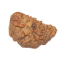 Natural 1 Mukhi Rudraksha