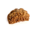 Natural 1 Mukhi Rudraksha