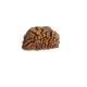 Natural 1 Mukhi Rudraksha