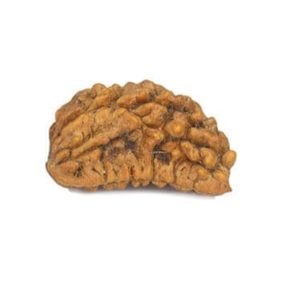 Natural 1 Mukhi Rudraksha