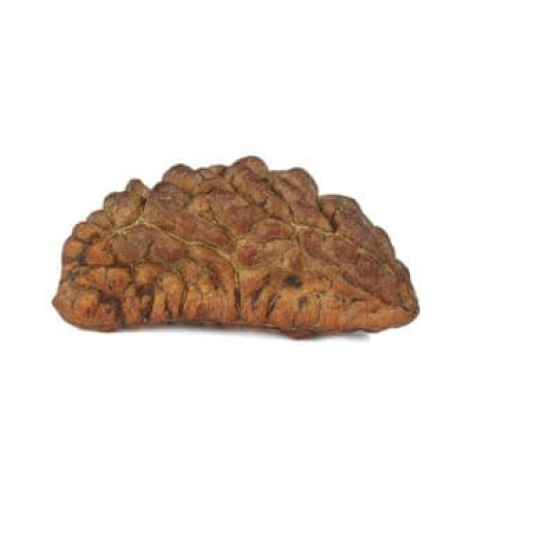 Natural 1 Mukhi Rudraksha