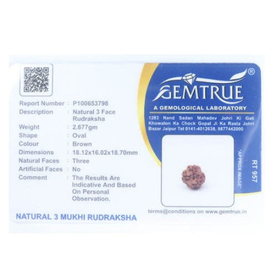 Natural Nepali 3 Mukhi Rudraksha