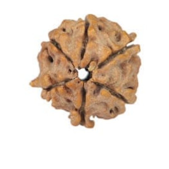 Natural Nepali 6 Mukhi Rudraksha