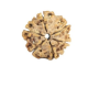 Natural Nepali 6 Mukhi Rudraksha