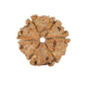 Natural Nepali 6 Mukhi Rudraksha