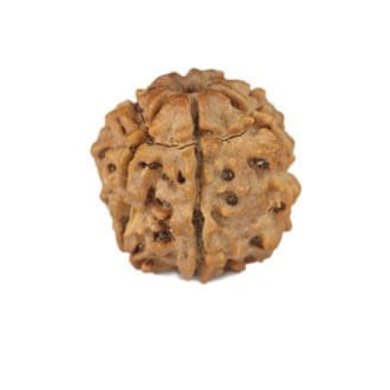 Natural Nepali 6 Mukhi Rudraksha