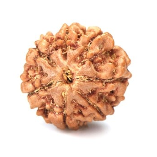 Seven Mukhi Rudraksha 12.70 carat