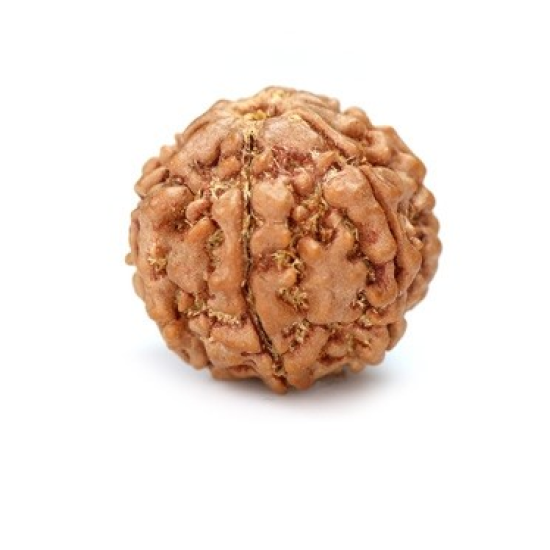 Seven Mukhi Rudraksha 12.70 carat