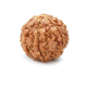 Seven Mukhi Rudraksha 12.70 carat