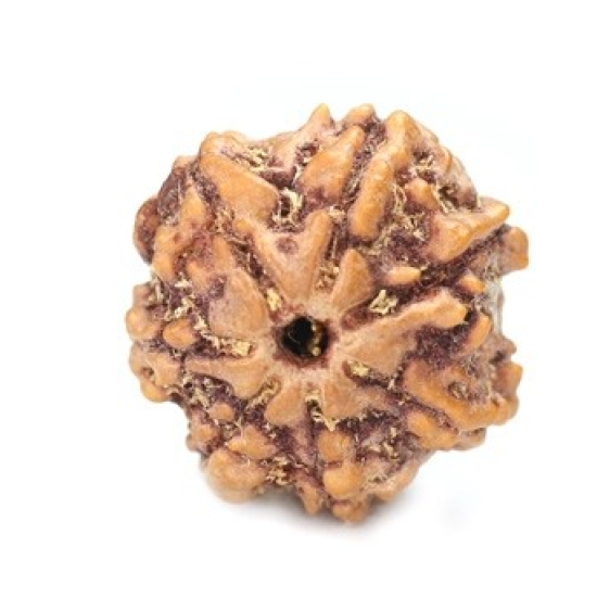 Seven Mukhi Rudraksha 14.00 carat