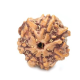 Seven Mukhi Rudraksha 14.00 carat