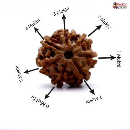 Seven Mukhi Rudraksha 14.00 carat